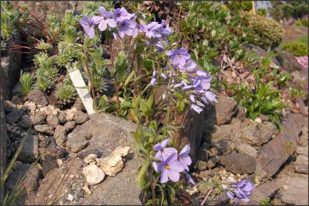 Phlox stolnifera ,Blue Ridge, 